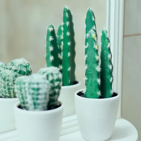 Citrus & Sun Luxury Apartman